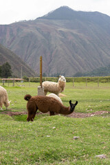 Andean lama from Peru eating with the mountains in the background
