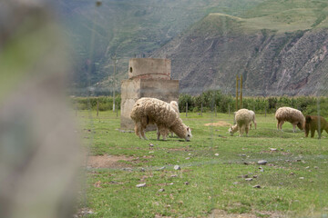 Andean lama from Peru eating with the mountains in the background