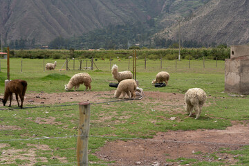 Andean lama from Peru eating with the mountains in the background