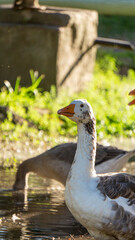 close view of a flock of geese in the wild at sunset