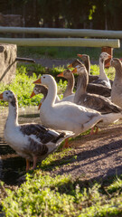 close view of a flock of geese in the wild at sunset