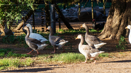 close view of a flock of geese in the wild at sunset