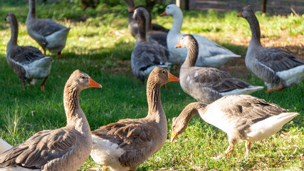 close view of a flock of geese in the wild at sunset