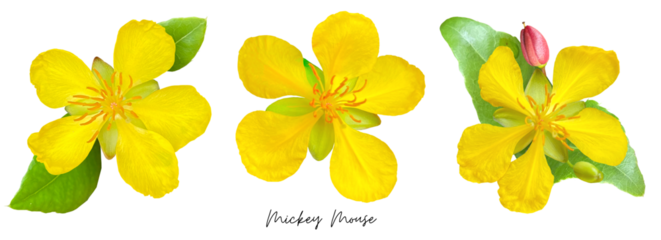 Yellow flowers cutout png transparent, Mickey Mouse