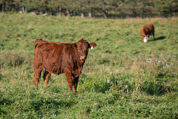 Limousin beef cow standing in a green pasture on a farm located in Quebec, Canada on a beautiful autumn day.