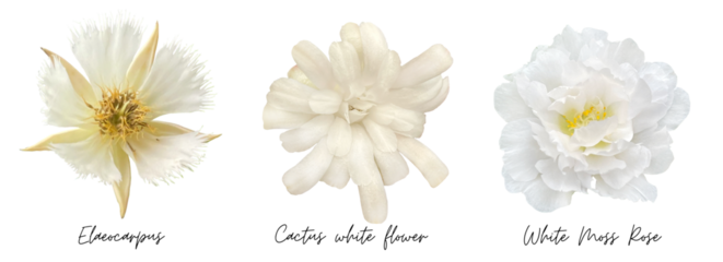 White flowers cutout png transparent, Elaeocarpus, Cactus, Moss Rose