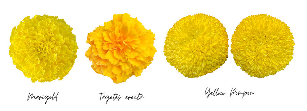 Yellow Flowers Cutout Png Transparent, Marigold, Tagetes Erecta, Pompon