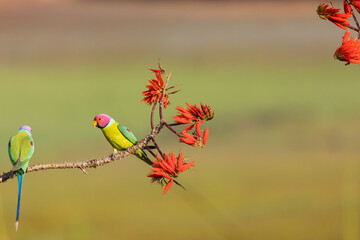 Parrot , Parakeet flight , Parraot fight , parrot pair
