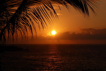 Naklejka na ściany i meble Sunset on the Atlantic Ocean Beach with a palm tree in Puerto de la Cruz on Tenerife in Spain