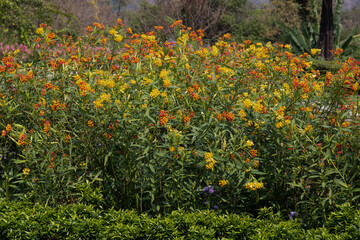 Colorful flower meadow in the park, Peruvian lily