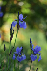 Violet siberian iris closeup on background of bokeh garden.