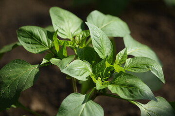 paprika plant , greenhouse pepper production, paprika growing.