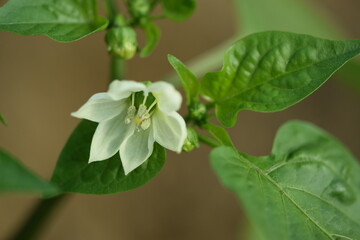 Pepper flower, blooming paprica, greenhouse pepper production, paprika growing.