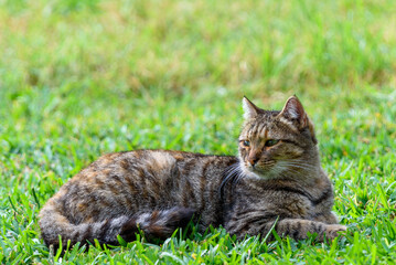 Аn important, pensive cat lies on a green meadow