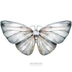 Black and white butterflies watercolor illustration. Plants and wildlife - 563045156