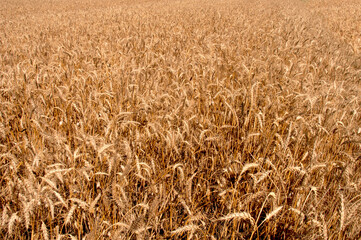 field of wheat