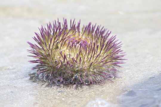 Green sea urchin. Scientific name: Lytechinus variegatus. Madre de Deus Beach, Bahia - Brazil.