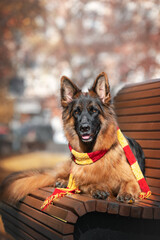 german shepherd in a scarf lies on a bench