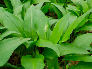 Bärlauch vor der Blüte mit Knospe im Leipziger Auwald
