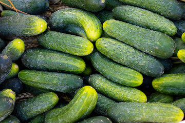 Cucumbers background Cucumbers harvest. A lot of cucumbers. cucumbers from the field.