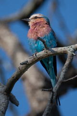 lilac breasted roller sitting in the tree