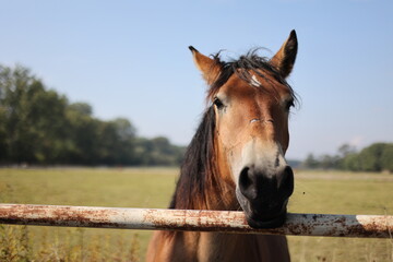 Płaczący koń, koń na łące, zwierzę, ssak. Horse. - obrazy, fototapety, plakaty