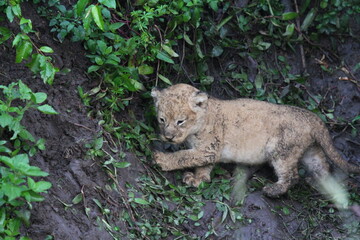 Two newborn dirty lion cubs hidden by ther Mom the lioness in a deep mud den 