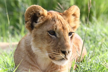 Portrait of a cute lion cub looking into camera