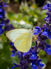 Close up os a single Great Southern White butterfly on purple Mealycup Sage flowers