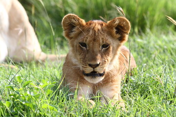 Obraz na płótnie Canvas Portrait of a cute lion cub looking into camera