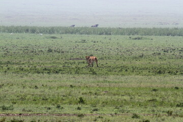 Naklejka premium Lioness jumping high, chasing a warthog, that is called savana express in Kenya