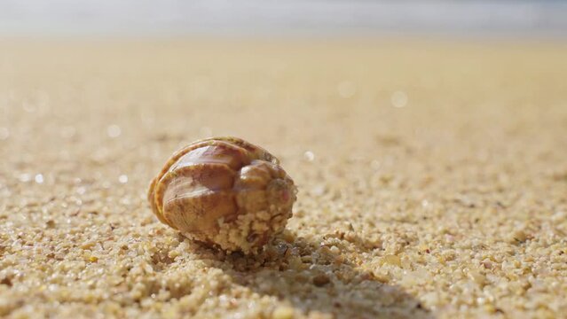 Little Hermit crab on beach sand waves. Hermit crab hiding inside of shell 