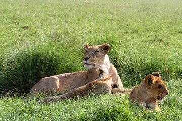 Fototapeta na wymiar Lioness with her cub resting in green grass