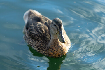 Mallard duck swimming