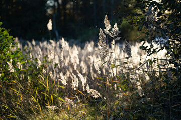 Reed in sun