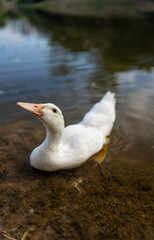 white duck in the water