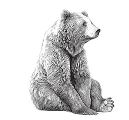 Fototapeta Cute bear animal sitting hand drawn engraving sketch Vector illustration. obraz
