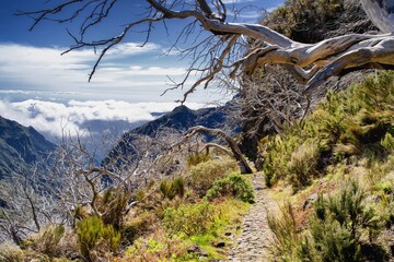 Pico do Arieiro – Pico Ruivo trek in Madeira, Portugal. PR1 hike. Vereda do Pico Ruivo. Dry twisted tree branch.