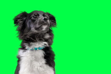 Mongrel black and white dog isolated on a green background. Mixed breed dog on white background.