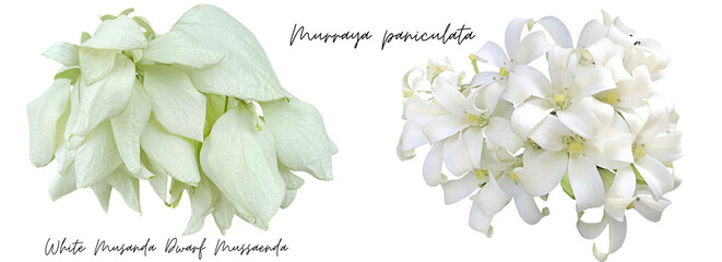 White flower cutout png transparent, White Musanda Dwarf Mussaenda, Murraya paniculata