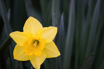 Yellow daffodils blooming in a garden