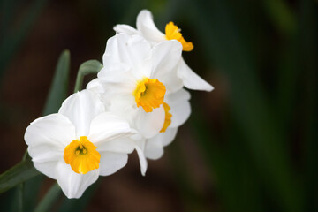 Fototapeta na wymiar Yellow and white daffodil