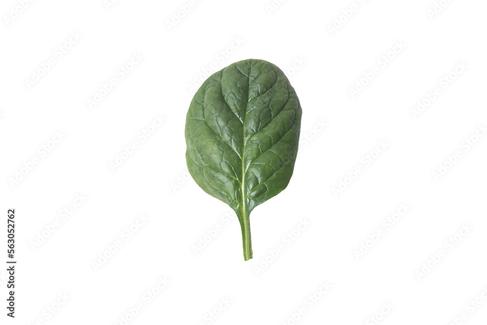 Wall mural isolated leaf of spinich