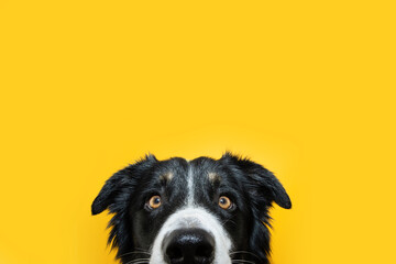 Close-up hide border collie puppy dog looking at camera. Isolated on yellow colored background - obrazy, fototapety, plakaty