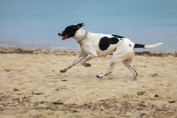 Dog running on the beach