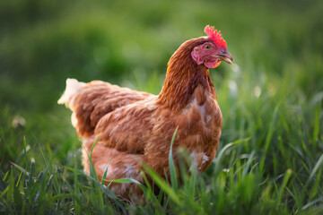happy free range organic chicken in the meadow enjoying 