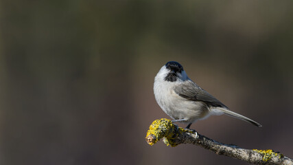 Marsh Tit sitting on a stick. Marsh Tit on a moss.