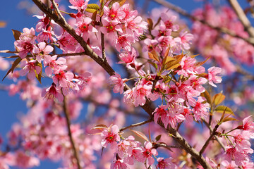 Fototapeta na wymiar Selective focus Cherry blossoms pink flowers on blue sky nature background.
