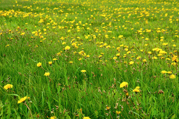 field covered with yellow dandelions and green grass isolated, close-up