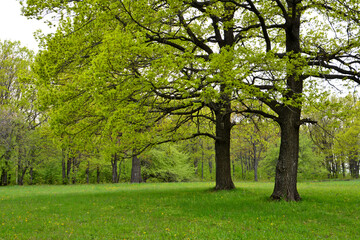 Fototapeta na wymiar green lawn in the forest with oak trees in rainy day, close-up